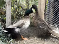 Chickens — Foto 6