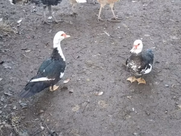 Мэйтэ Нгану