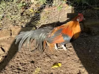 डेनिश हेन — फ़ोटो 6