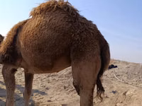 Camel, Kazakh Bactrian camel — photo 1