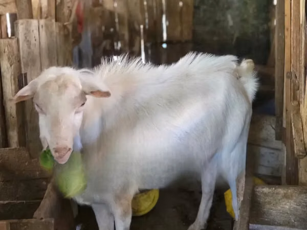 Ziegenbock, Saanen goat