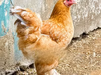Brahma — foto 2