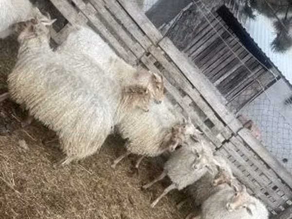 نعجة, Racka sheep