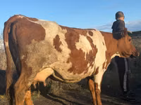 गाय, Simmental cattle — फ़ोटो 5