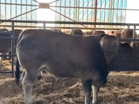 सांड, Partenaise cattle — फ़ोटो 3