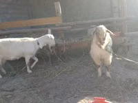 母山羊, Alpine goat — 照片 5