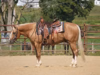 Hengst, Quarter Horse — Foto 1