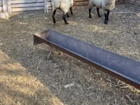 Ram, White Suffolk sheep — photo 3