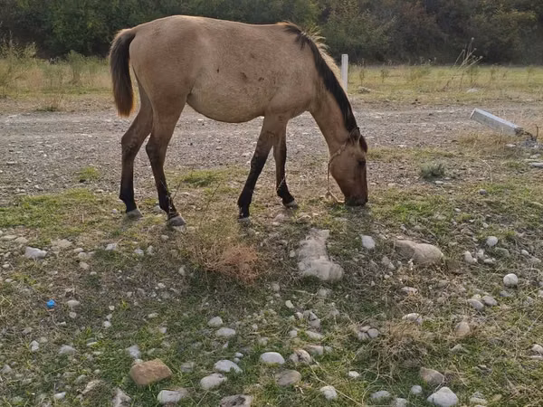母马, Azerbaijan horse