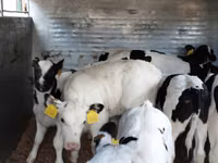 Rinder (Partie, Geschlecht nicht angegeben), Russian Black pied cattle — Foto 1
