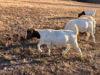 Cabro, Boer goat — foto 1