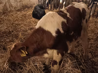 Toro, Simmental cattle — foto 2