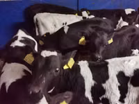 Bulle, Russian Black pied cattle — Foto 2