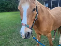 Horse (M), Palomino — photo 1