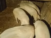 公猪, Pigs — 照片 1