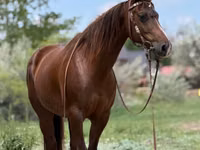 Stute, Quarter Horse — Foto 2