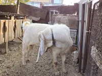 Billy Goat, Gulabi goats — photo 1