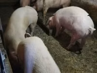 Pigs (batch, sex not specified), Pigs — photo 3