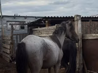 حصان, Kustanai horse — الصورة 1