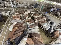 Schaf, Krasnoyarsk sheep — Foto 5