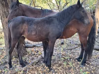 Horses (batch, sex not specified), Karachay horse — photo 4
