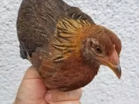 Chickens — फ़ोटो 1