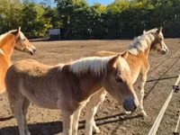 Stute, Haflinger — Foto 8