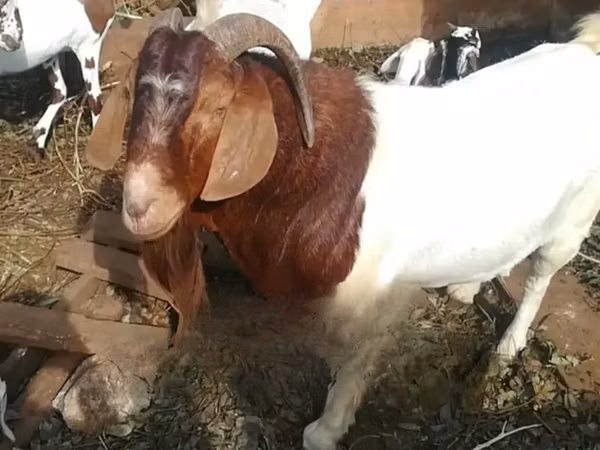 Cabras (lote, sexo no especificado), Boer goat