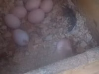 Chickens — Foto 1