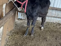 Bull, Alatau breed — photo 2