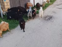 Carnero, Daglıс sheep — foto 2