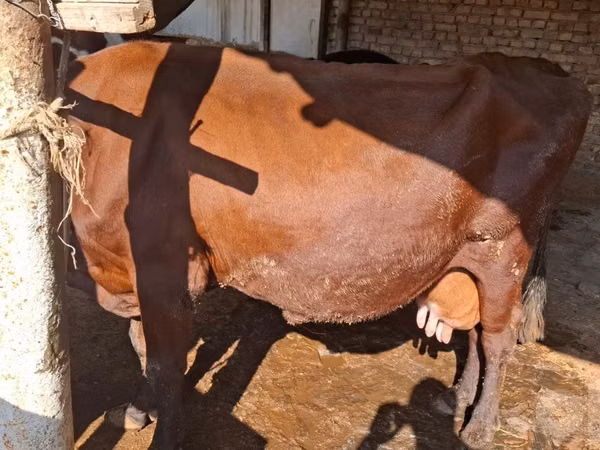 Kuh, Red Estonian cattle
