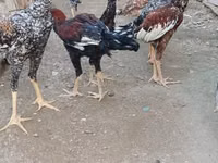Chickens — الصورة 6