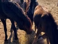 Mare, Horses — photo 2