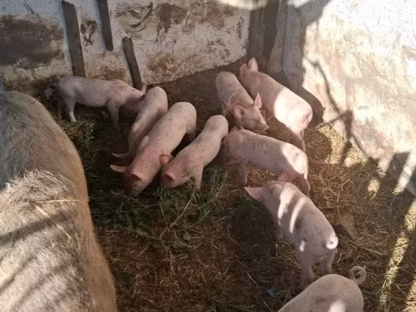 Cerda, Cerdos
