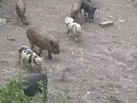 Boar, Pigs — photo 3