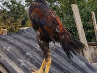Chickens — photo 2