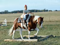 Horse (M), Quarter Horse — photo 4