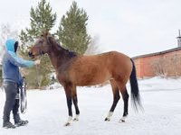 فرس, Akhal-Teke — الصورة 4