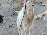 Goat, Irish goat — photo 3
