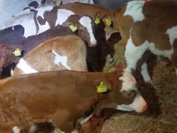 Bulle, Simmental cattle — Foto 2