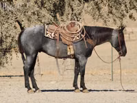 Horse (M), Quarter Horse — photo 5