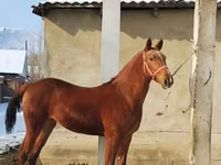 Hengst, Karabair horse — Foto 1