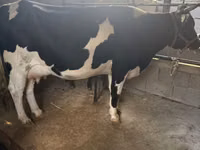 Cow, Holstein breed — photo 2