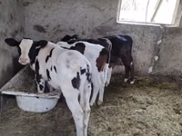 Kuh, Russian Black pied cattle — Foto 1
