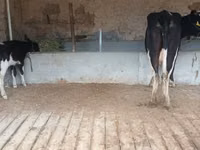 Kuh, Latvian Blue cattle — Foto 4