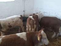 Bull, Simmental cattle — photo 1