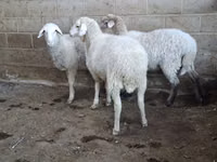 母羊, Merino sheep — 照片 2