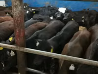 ثور, Simmental cattle — الصورة 6