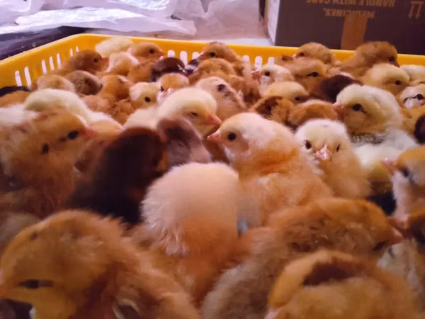 Chickens — Kenya